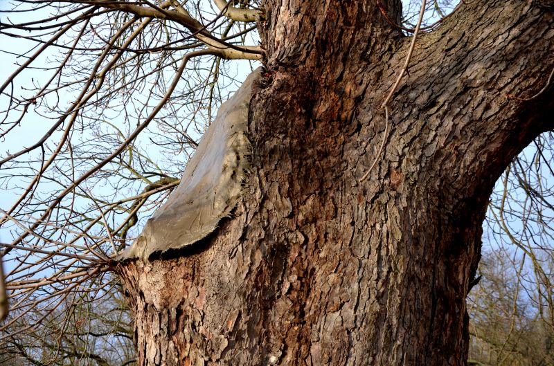 Tree with Protective Stain
