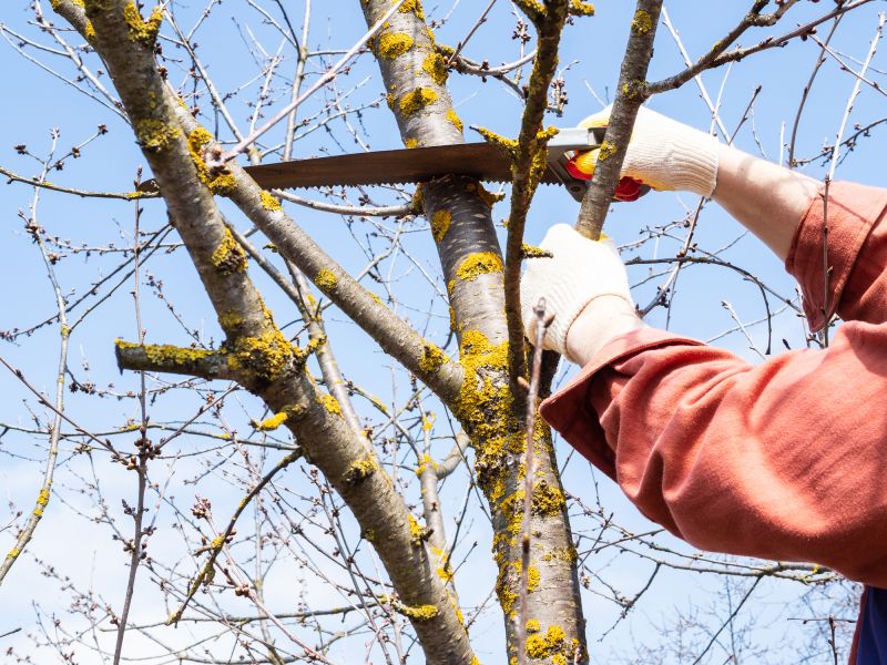 Local Tree Service Providers