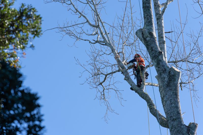 Tree Preservation Experts